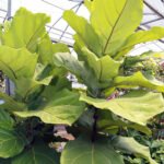 Ficus Lyrata