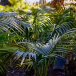 Kentia