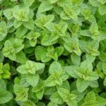 Origano