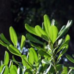 Pitosforo Tobira Nano