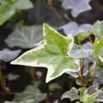Edera variegata