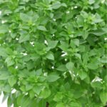Basilico Greco