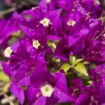 Bougainvillea