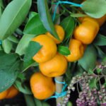 Albero di Calamondino