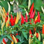 Peperoncino Cayambe