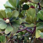 Clusia Rosea
