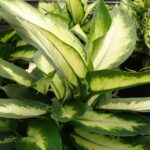 Dieffenbachia Camilla