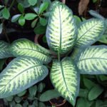 Dieffenbachia Tropic Snow