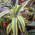 Dracena Lemon