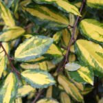 Eleagnus aurea