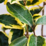 Eleagnus variegato