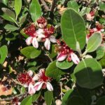 Feijoa