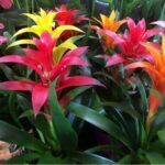 Guzmania
