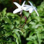 Gelsomino polyanthum