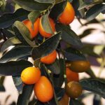 Albero di Kumquat