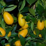 Albero di Limequat