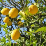 Albero di Limone lunario