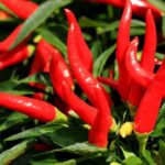 Peperoncino Calabrese