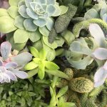Mix piante succulente