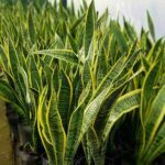 Sanseveria Laurentii