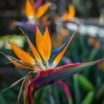 Strelitzia