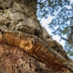 Quercia