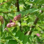 Acacia