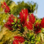 Callistemon