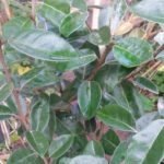 Eleagnus verde