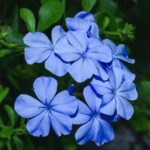 Plumbago