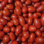 Pianta di Pomodoro datterino