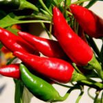 Peperoncino Tabasco