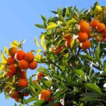Albero di Chinotto