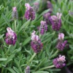 Lavanda Stoechas
