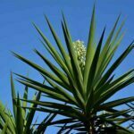 Yucca