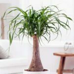 Beaucarnea