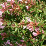 Abelia grandiflora