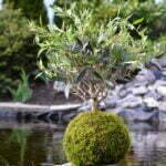 Kokedama Mix