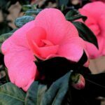 Camelia